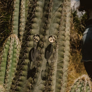 Cactus with shadow and light patterns on its surface