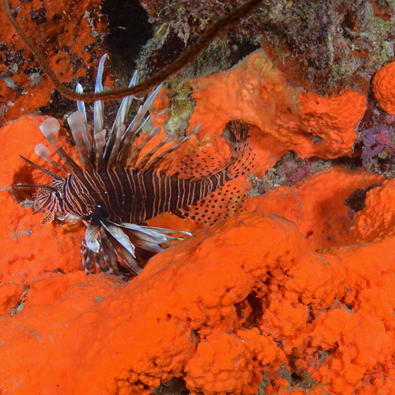 Close-up of vibrant orange coral with a lionfish on a underwater background