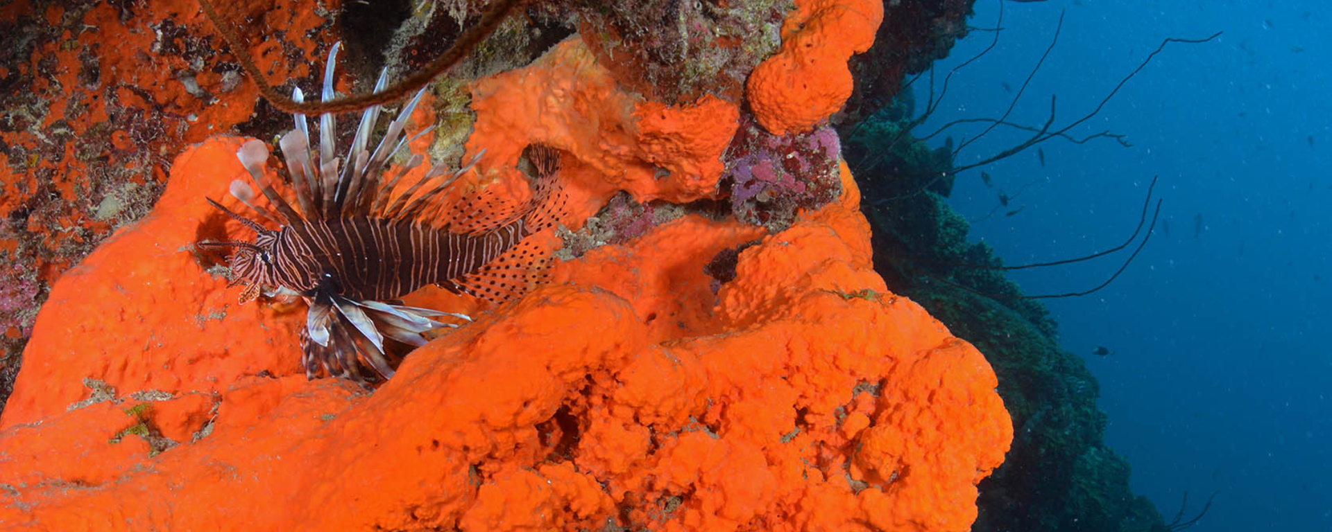 Colorful lionfish on a vibrant orange sponge with a blue background