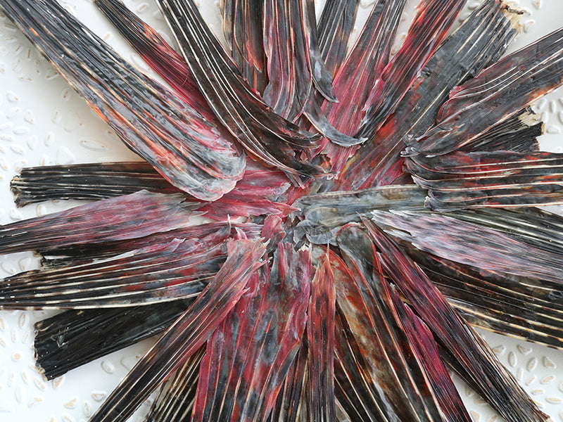Close-up of lionfish pectoral fins showing red, pink and black colors with a textured white background.