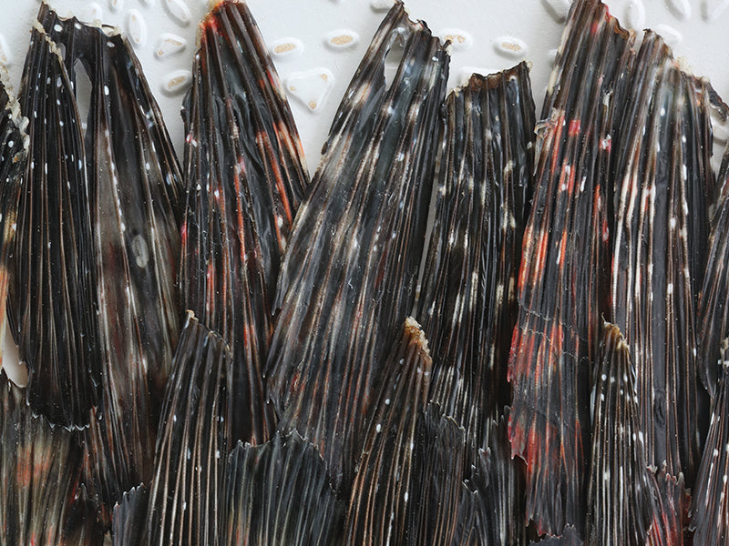 Close-up of lionfish pelvic fins showing dark colors with red and white spots with a white textured background.