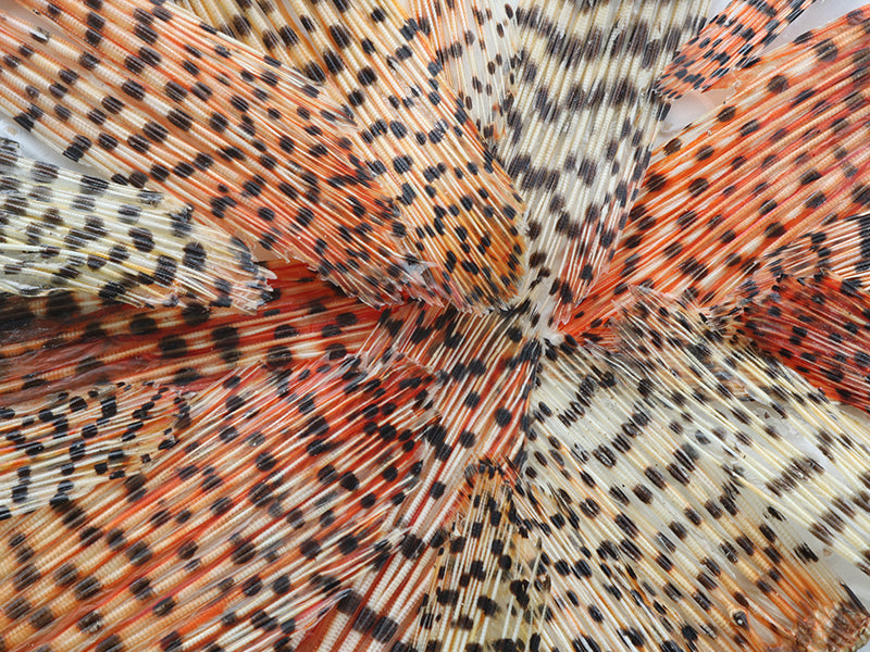 Close-up of patterned lionfish tail fins with orange and white colors with black dots. 