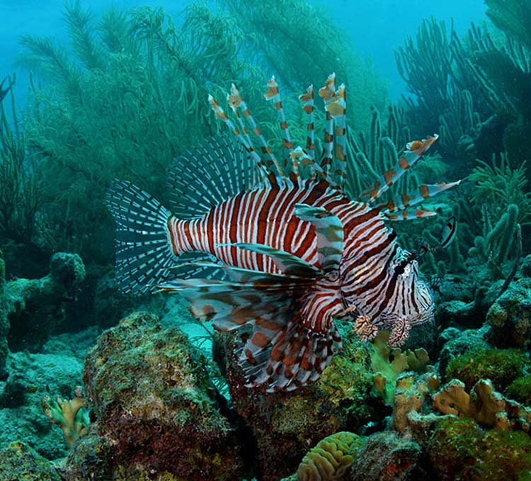 Invasive species Lionfish swimming
